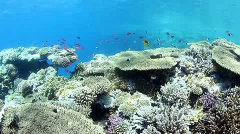 Coral reef Stock Footage 12426863