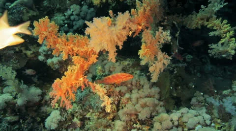 Coral reef Видео 22721109