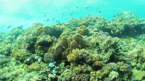 Coral reef 動画素材 24235451