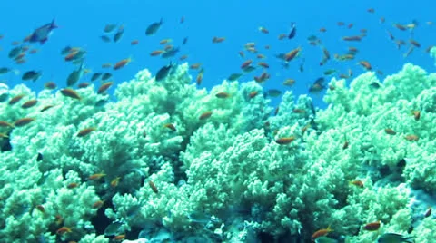 Coral reef Stock Footage 24256715