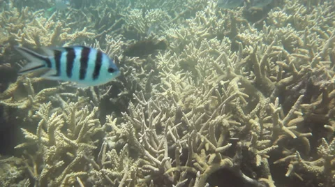Coral Reef Stock Footage 35873169