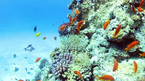 Coral reef 動画素材 39503791