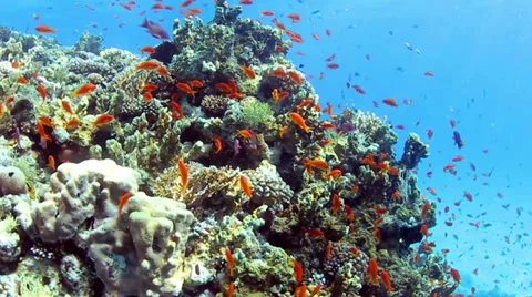 Coral reef 動画素材 39504133