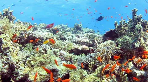 Coral reef Stock Footage 39504605