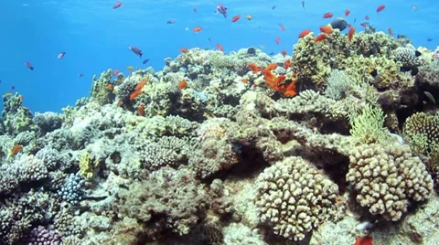 Coral reef Stock Footage 39504944