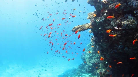 Coral reef Stock Footage 39505223
