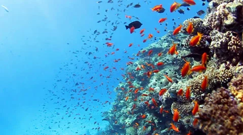 Coral reef Stock Footage 39505668