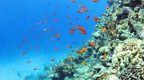 Coral reef Stock Footage 39506012
