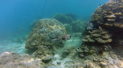 Coral reef Stock Footage 41730871