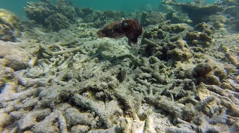 Coral reef Stock Footage 41730973