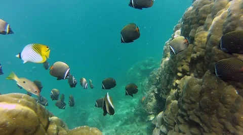Coral reef Stock Footage 41730974