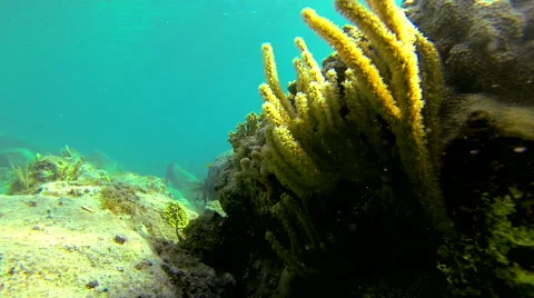 Coral Reef Stock Footage 42721690