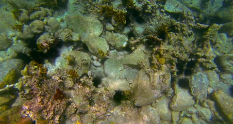 Coral Reef Video stock 42831269