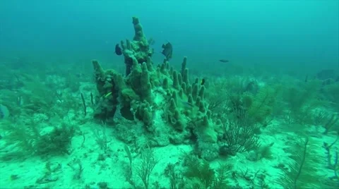 A CORAL REEF Stock Footage 51327492