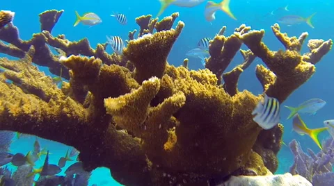 Coral Reef Video stock 52703798