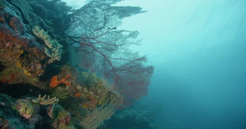 Coral Reef Stock Footage 57366494