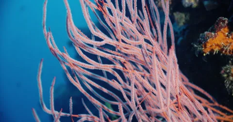 Coral Reef Stock Footage 57369596