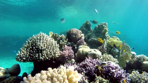 Coral reef. Stock Footage 60704630