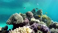 Coral Reef. Stock Footage