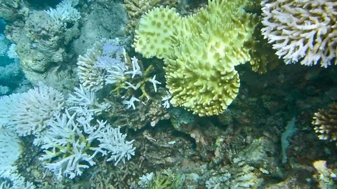 Coral reef Stock Footage 73575382