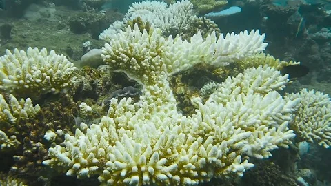 Coral reef Vídeo Stock 76720531