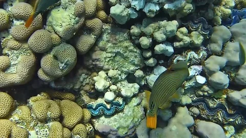 Coral reef Stock-Footage 76940106