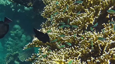 Coral reef Vídeo Stock 76950731