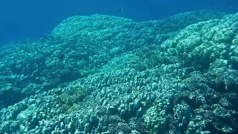 Coral reef Stock-Footage 76962989