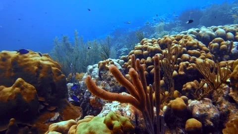 Coral reef Stock Footage 77629847