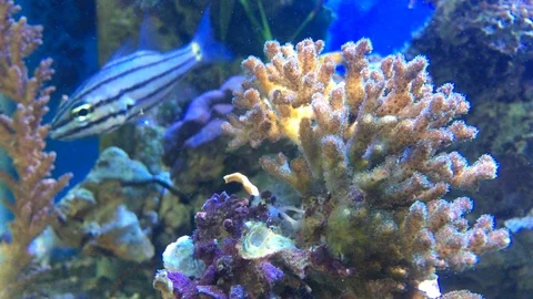 A coral reef Stock Footage 88388753