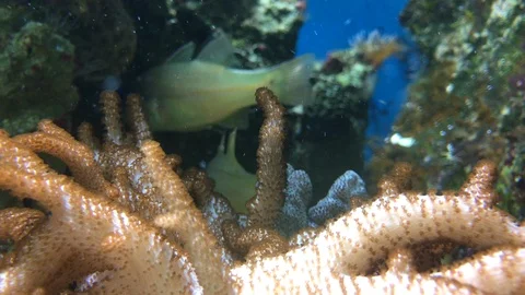 A coral reef Stock Footage 88388926