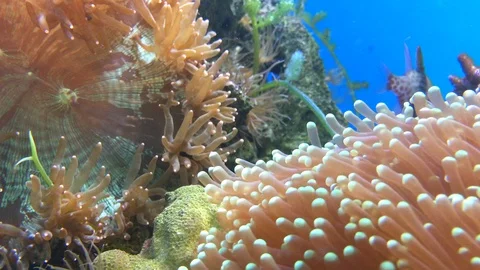 A coral reef Stock Footage 88389661