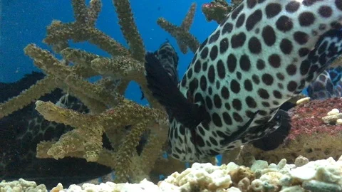 A coral reef Stock Footage 88390661