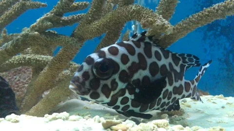 A coral reef Stock Footage 88392369