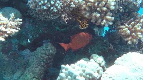 Coral reef Stock Footage 95281333