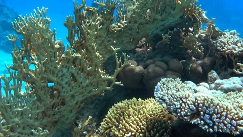 Coral reef Stock Footage 95281376