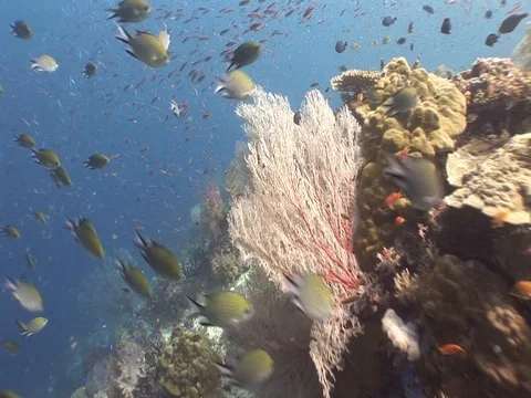 Coral Reef Stock Footage 98480178