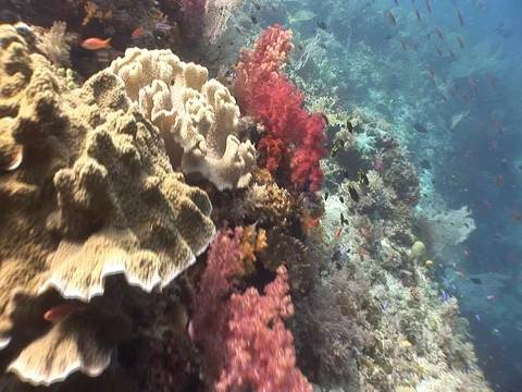 Coral Reef Stock Footage 98480196