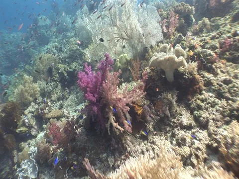 Coral Reef Stock Footage 98480201