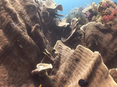 Coral Reef Stock Footage 98480211