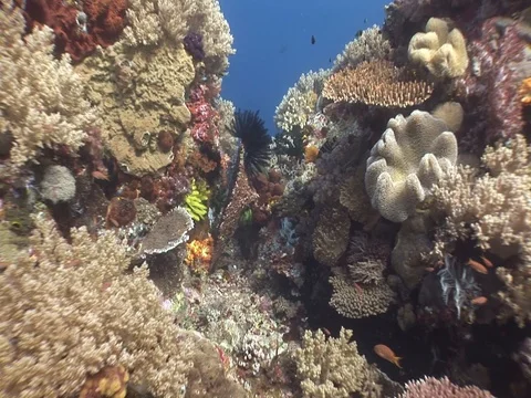Coral Reef Stock Footage 98480955