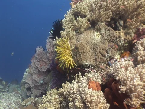 Coral Reef Stock Footage 98480977