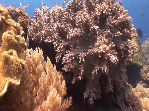 Coral Reef Stock Footage 98481002