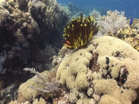 Coral Reef Stock Footage 98481009