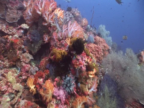 Coral Reef Stock Footage 98670768