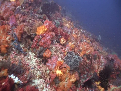 Coral Reef Stock Footage 98670772