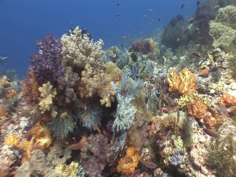 Coral Reef Stock Footage 98670773