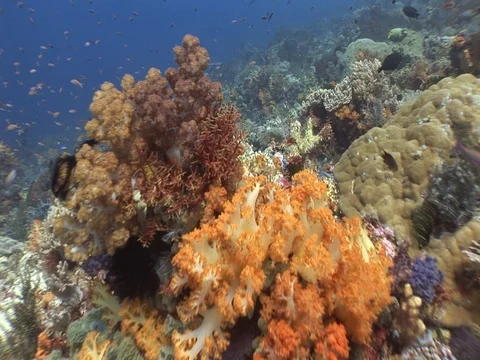 Coral Reef Stock Footage 98670783