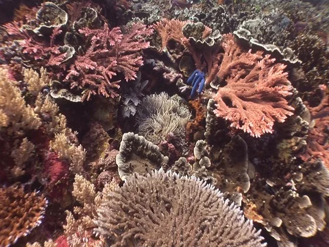 Coral Reef Stock Footage 98670892