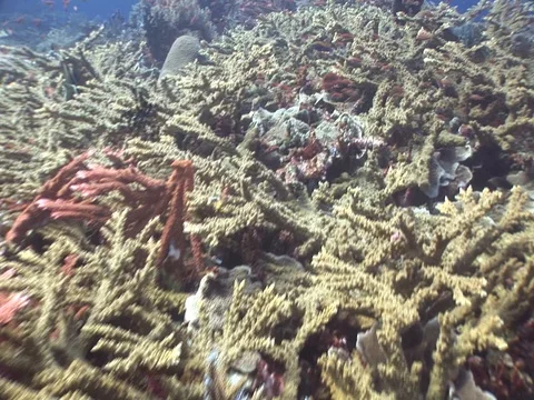 Coral Reef Stock Footage 98670906